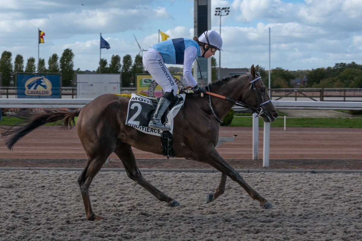 Кубок Вытеба для арабских лошадей в Монсе | Ours Abroad News