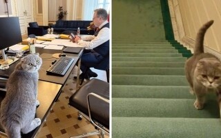 Cat Maximus: The New Star of Belgian Politics